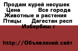 Продам курей несушек › Цена ­ 350 - Все города Животные и растения » Птицы   . Дагестан респ.,Избербаш г.